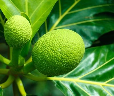 breadfruit1